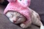 【ねこ画像】うさ耳帽子着用！、ケージの中のアメショ、朝四時半に起こすねこ ほか【再】