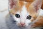 うちの猫（家猫）は、人の言葉（簡単な単語？”おやつ”とか、”ごはん”とか）は確実に分かるんだと思う【再】