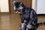 【ねこ画像】もうすぐ猫の日、油断したところをパシャリ、熟睡ねこ ほか【再】