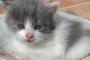 胡瓜が好きな猫はいないかい？【再】