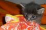 うちの猫、子猫の頃から悪戯好きなんだが、ついに・・・【再】