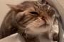 【緊急速報】猫、やはりアホだった【動画】