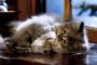 【ねこ画像】リボンとねこ、そろえたおてて ほか【再】
