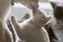 【ねこ画像】ねこのおやこ、写真撮影・・・ ほか【再】