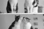 【ねこ画像】仲良し猫、集会 ほか【再】