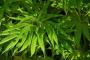 【戦慄】大麻、ガチで『恐ろしい事実』が判明してしまう！！！！！！！