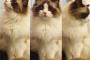 【ねこ画像】ふさふさねこ、舌でてますよ ほか【再】