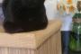 【ねこ科画像】クロにゃん、おやこ ほか【再】