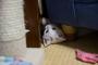 子猫通信。子猫、暑くて涼しい所を探している、の巻き。
