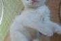 全てにおいて完璧な可愛さを持って生まれた子猫がやばい。