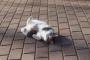 猫『おっちゃん、モフってかへんのかー？』