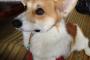 【画像】犬用麦わら帽子を買ったんだけど…