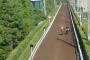 栗東坂路にマムシ出現