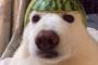 犬もご主人様の相手するのは大変だなw