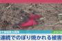 【放火】西千葉稲荷大明神で、幟やおみくじが焼かれるなどの被害相次ぐ　同一犯か