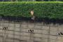 【悲報】犬が植木を突き破る