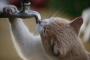 【画像】猫は蛇口から水を飲む？