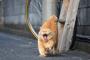 猫『待ってくれぇぇぇぇぇーっ！』
