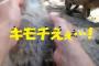 カンガルーの赤ちゃんはマッサージが好きすぎて……