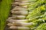 外国人「日本でよく食べられてる野菜は大根らしい！」→「当然の結果だな！」