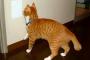 【画像】猫が見つめるメモ帳には・・・？