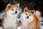 海外「やっぱ日本の犬は可愛い！」 日本固有の犬種の写真に1万超のコメントが