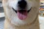 あざとかわいい犬が話題にｗｗｗ表情が完璧すぎｗｗｗｗｗ