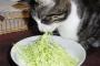 【画像】超美形を目指して菜食してるのか？