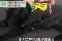 盲導犬と歩いていた山橋衛二さん（50）、バックしてきた2tトラックにひかれて盲導犬諸共死亡 … 盲導犬「ヴァルデス」は3日が10歳の誕生日、高齢のため今月11日に引退する予定だった