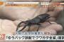 ゆうパックの誤送で荷物のクワガタ240匹全滅、日本郵便に対し賠償責任を認定し7匹分5600円の支払い命令 - 大阪地裁