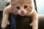 猫『おニューの手袋を見てください』