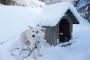 奄美大島で115年ぶり雪！日本各地の記録な寒波と積雪に日本在住外国人も驚き（海外反応）