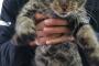 【悲報】猫社員、入社してすぐサボる