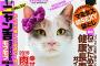 【画像】猫が表紙の雑誌！？　3枚