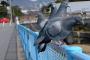 鳥とかいう超ハイスペックな生き物ｗｗｗｗｗｗｗｗｗｗｗｗｗｗｗｗｗｗｗｗ