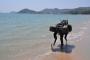あの衝撃の四脚ロボットがメッチャ進化して二脚ロボットに