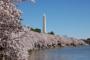 ワシントンの桜は済州島王桜