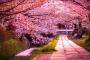 海外「いっそ日本と結婚したい」　春の日本の美しさに恋する外国人が続出