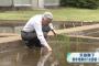 【皇室】天皇陛下が恒例の田植え