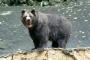 「お？また来たクマーw」４人死傷の鹿角市の山でまた山菜取りの女性が不明