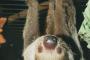 【画像】１万年前のナマケモノやばすぎだろｗｗｗｗ