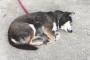 うちの犬見てけよ
