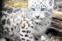 【画像】ユキヒョウの赤ちゃんが旭山動物園で一般公開、ガチで可愛すぎるｗｗｗｗｗｗ