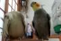 海外「友達にイタズラしちゃう、可愛い日本のインコをご覧くださいｗｗｗｗｗｗｗ」