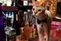 【画像】猫バーテンダー　グラスやビンを倒したことはない　上野広小路『BAR猫』