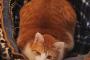 うちの猫はデブというか、タルんでる