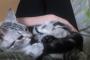 尻尾ちゅうちゅうするのがかわいすぎる　我が家の子猫の画像でも見るかね？
