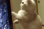 【GIF画像41枚】猫のgifではこれが一番ということは決まったっぽいけど