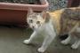 【悲報】ワイ、「野良猫に餌をやるな！」と言われ困惑・・・・・・