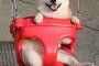 【日本】「満面の笑みな柴犬が可愛い♡と話題に」【海外反応】